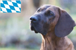 Read more about the article Criadores de Hannoverscher Schweißhund e cachorros na Baviera