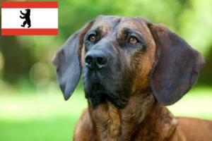 Read more about the article Criadores de Hannoverscher Schweißhund e cachorros em Berlim