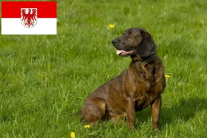 Read more about the article Criadores de Hannoverscher Schweißhund e cachorros em Brandenburg