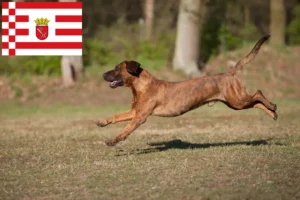 Read more about the article Criadores de Hannoverscher Schweißhund e cachorros em Bremen