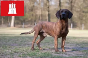 Read more about the article Criadores de Hannoverscher Schweißhund e cachorros em Hamburgo