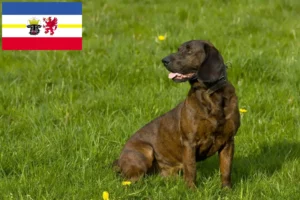 Read more about the article Criadores de Hannoverscher Schweißhund e cachorros em Mecklenburg-Vorpommern