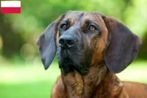 Read more about the article Criador de Cão de Soldadura Hanoveriano e cachorros na Polónia