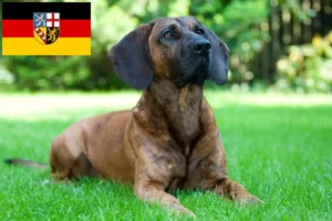 Read more about the article Criador de cães de soldadura hanoveriana e cachorros em Saarland