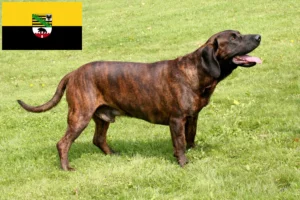 Read more about the article Criadores de Hannoverscher Schweißhund e cachorros em Saxónia-Anhalt