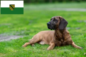 Read more about the article Criadores de Hannoverscher Schweißhund e cachorros na Saxónia
