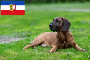 Read more about the article Criadores de Hannoverscher Schweißhund e cachorros em Schleswig-Holstein