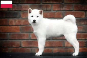 Read more about the article Criadores de Hokkaido e cachorros na Polónia