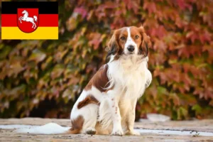 Read more about the article Criadores de Kooikerhondje holandeses e cachorros na Baixa Saxónia