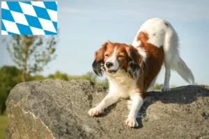 Read more about the article Criadores de Kooikerhondje holandeses e cachorros na Baviera