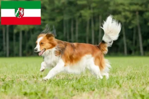 Read more about the article Criadores de Kooikerhondje holandeses e cachorros na Renânia do Norte-Vestefália
