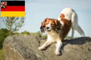 Read more about the article Criadores de Kooikerhondje holandeses e cachorros na Renânia-Palatinado