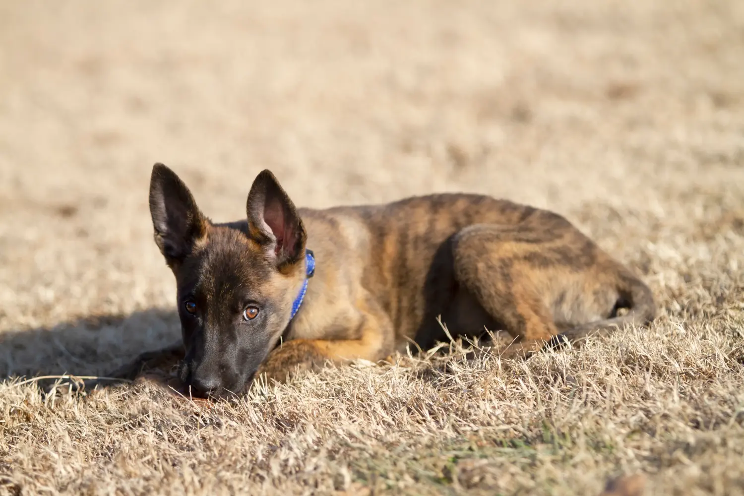 Comprar um cachorro Hollandse Herdershond significa assumir responsabilidades! Comprar cachorros Hollandse Herdershond.