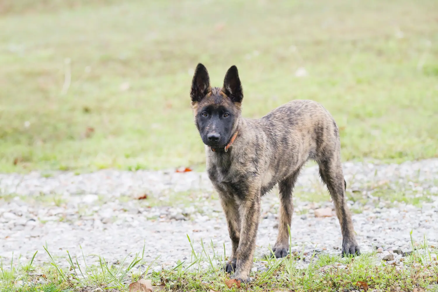 Comprar um cachorro Hollandse Herdershond significa assumir responsabilidades! Comprar cachorros Hollandse Herdershond.