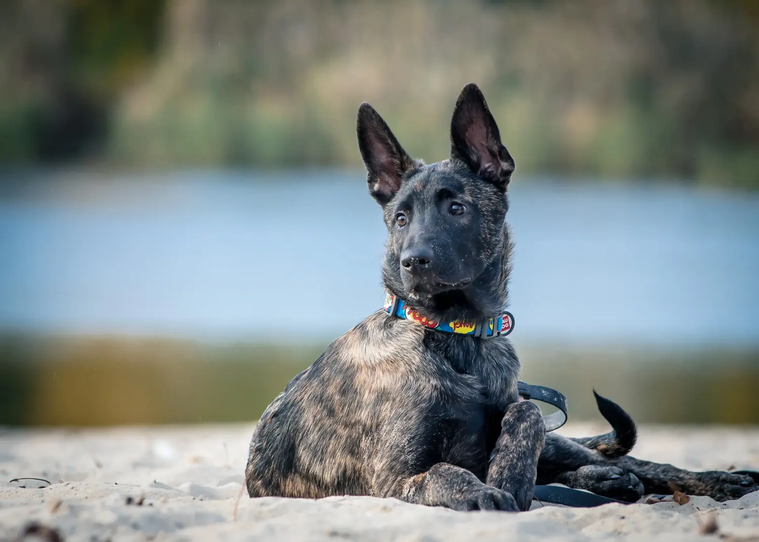 Comprar um cachorro Hollandse Herdershond significa assumir responsabilidades! Comprar cachorros Hollandse Herdershond.