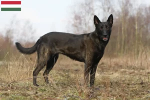 Read more about the article Hollandse Herdershond criadores e cachorros na Hungria