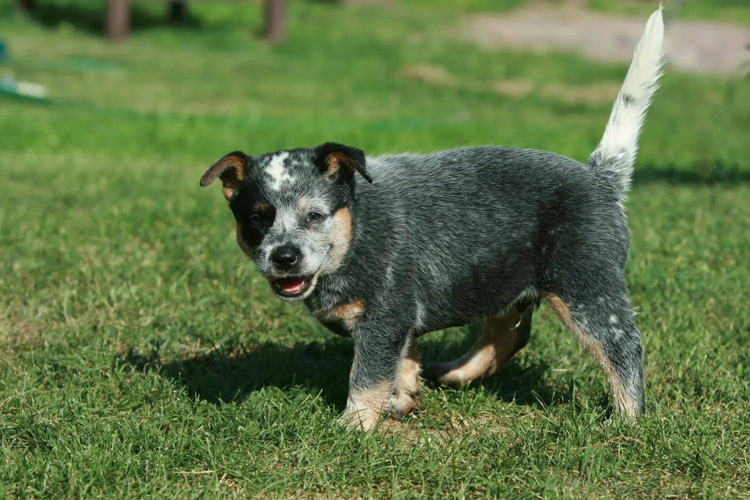 Comprar um cachorro Australian Cattle Dog significa assumir a responsabilidade! Comprar cachorros Australian Cattle Dog.