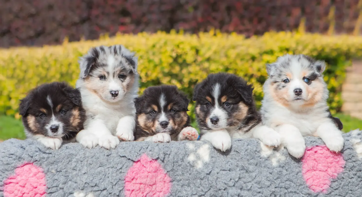 Comprar um cachorro Australian Shepherd significa assumir responsabilidades! Comprar cachorros de pastor australiano.