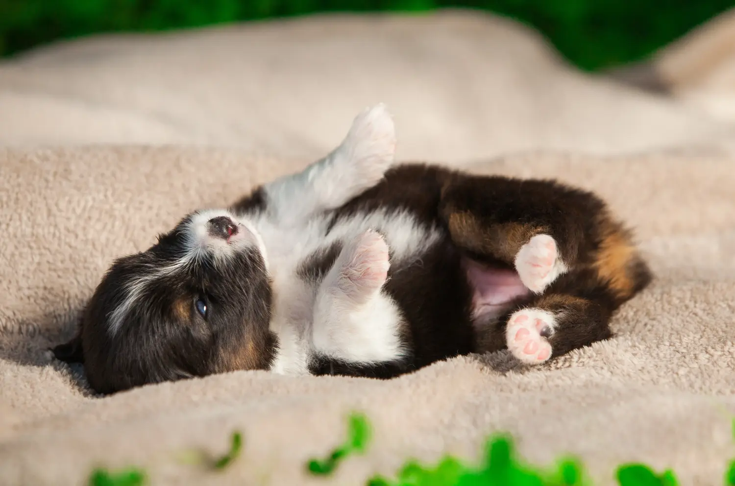 Comprar um cachorro Australian Shepherd significa assumir responsabilidades! Comprar cachorros de pastor australiano.