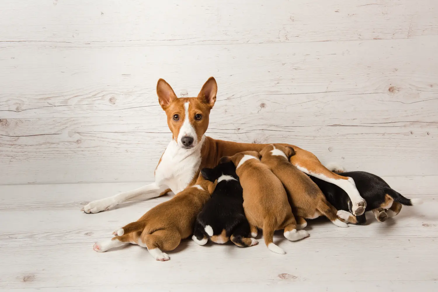 Comprar um cachorro Basenji significa assumir responsabilidades! Comprar cachorros Basenji.