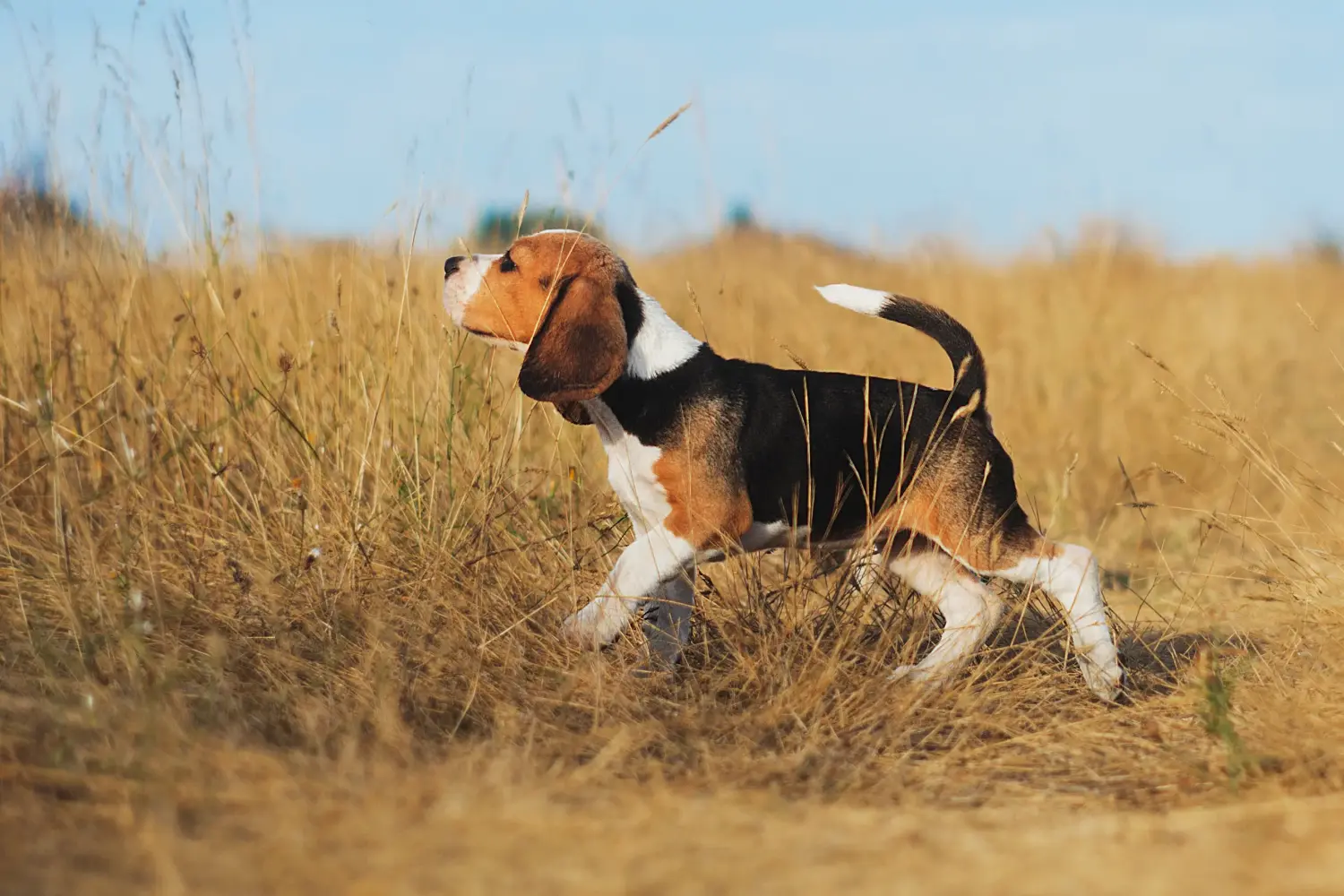Comprar um cachorro Beagle significa assumir a responsabilidade! Comprar cachorros Beagle.