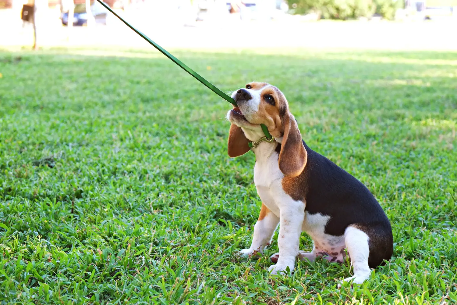 Comprar um cachorro Beagle significa assumir a responsabilidade! Comprar cachorros Beagle.