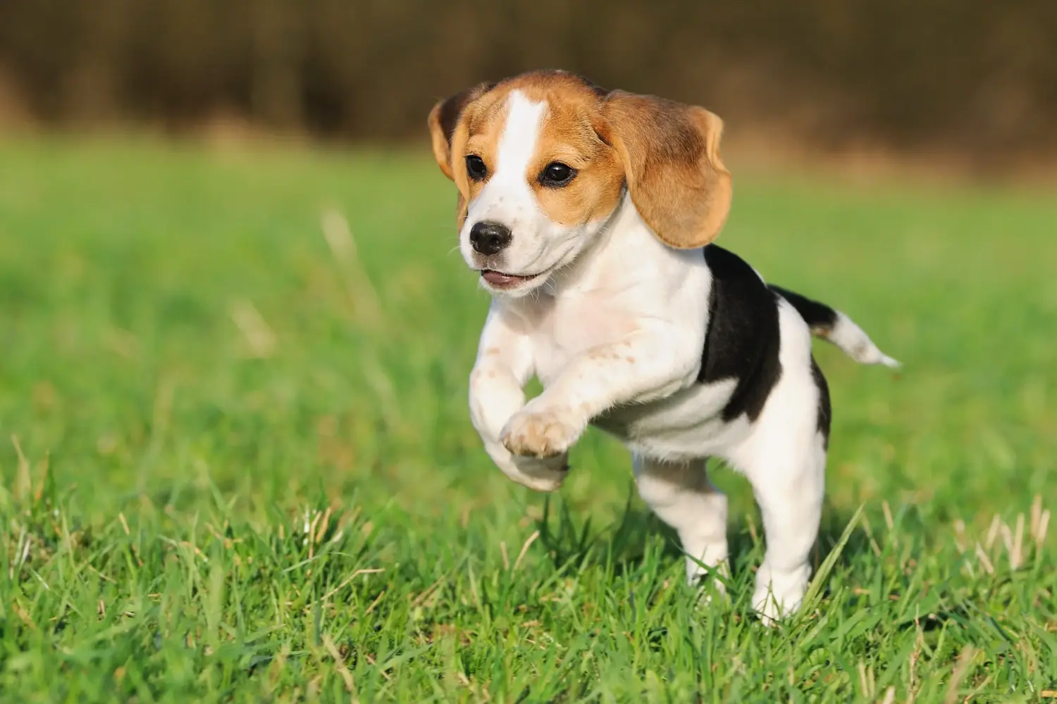 Comprar um cachorro Beagle significa assumir a responsabilidade! Comprar cachorros Beagle.