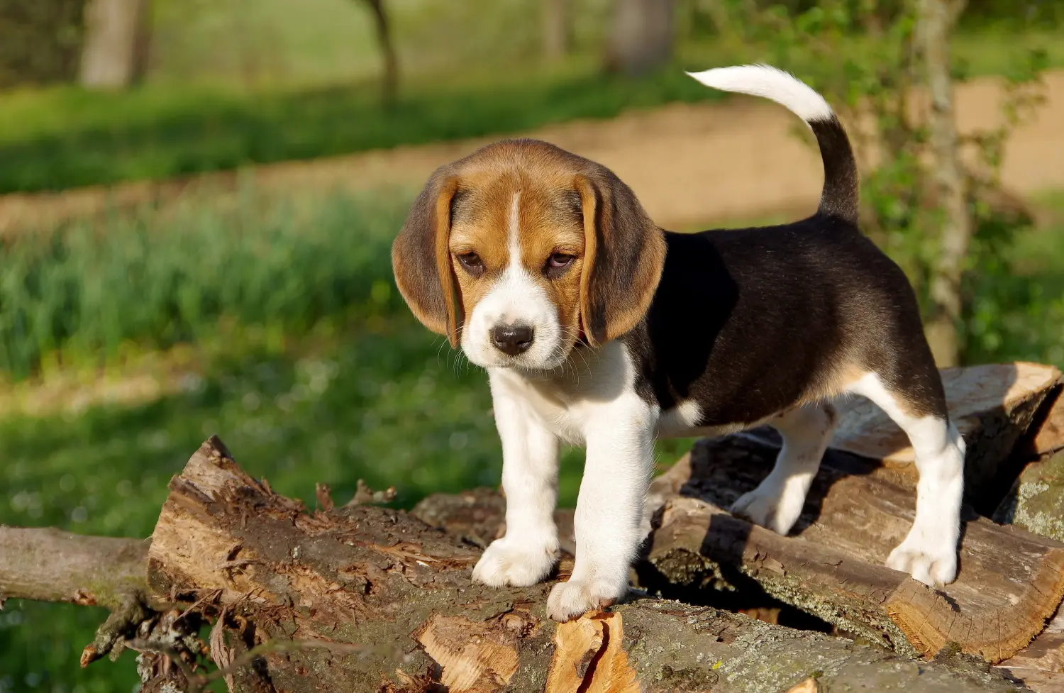 Comprar um cachorro Beagle significa assumir a responsabilidade! Comprar cachorros Beagle.