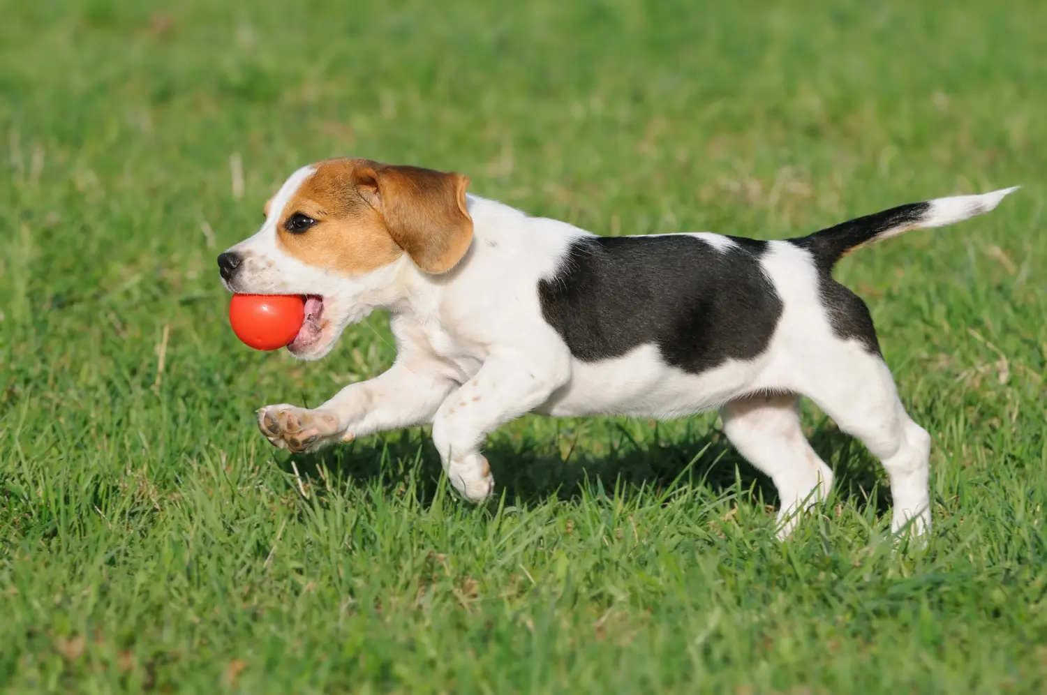 Comprar um cachorro Beagle significa assumir a responsabilidade! Comprar cachorros Beagle.