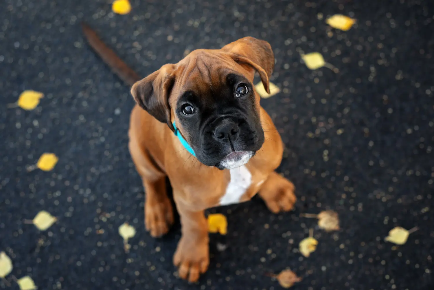Comprar um cachorro Boxer significa assumir a responsabilidade! Comprar cachorros Boxer.