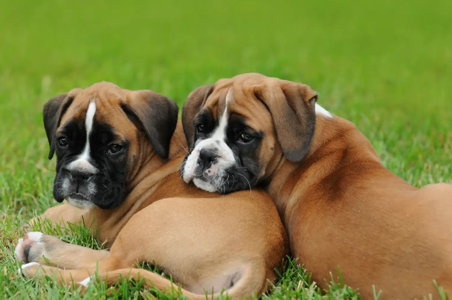Comprar um cachorro Boxer significa assumir a responsabilidade! Comprar cachorros Boxer.