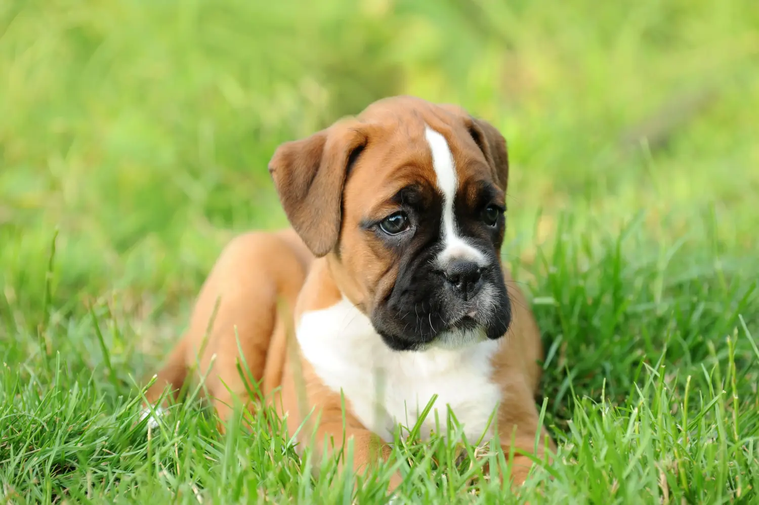 Comprar um cachorro Boxer significa assumir a responsabilidade! Comprar cachorros Boxer.