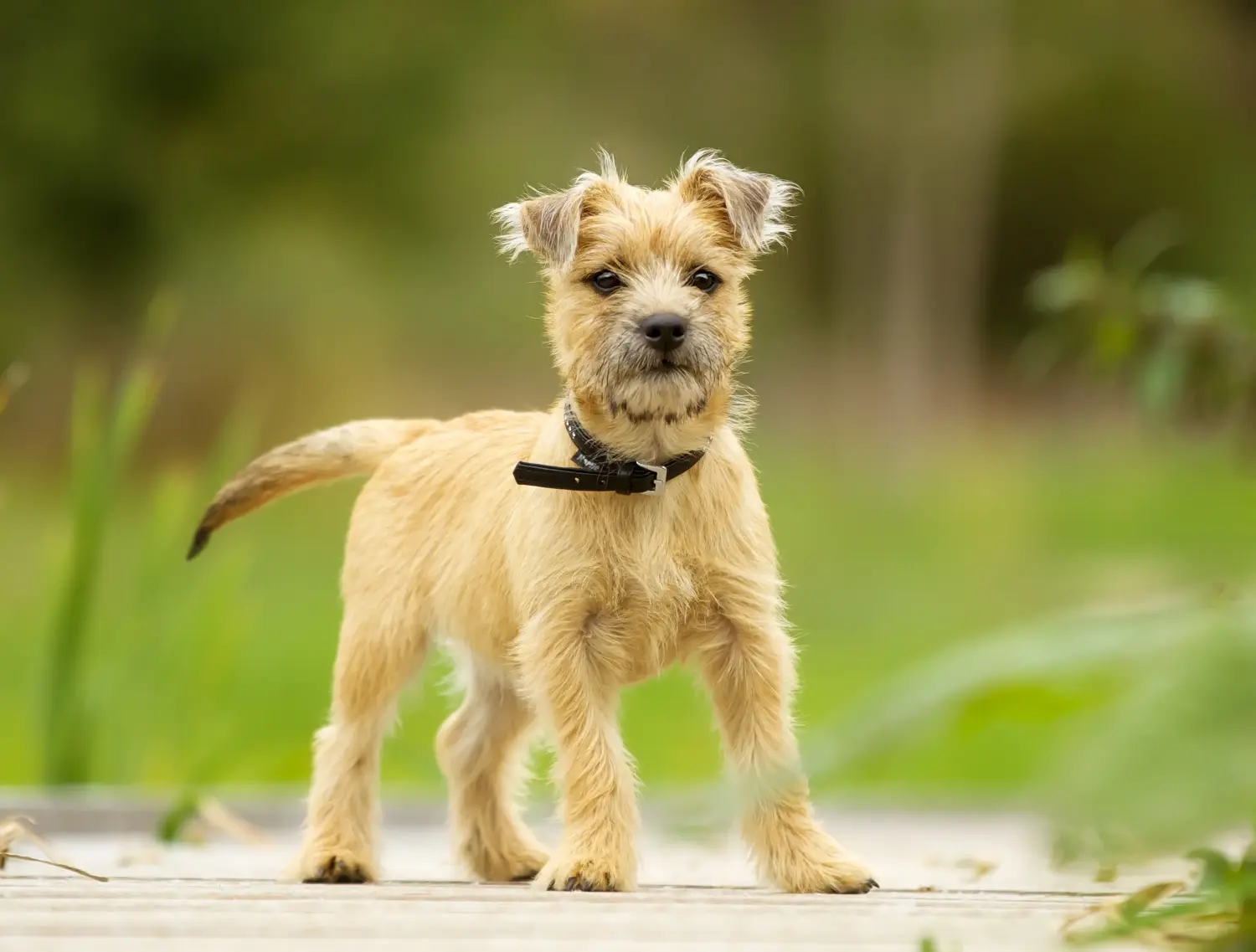 Comprar um cachorro Cairn Terrier significa assumir responsabilidades! Comprar cachorros Cairn Terrier.