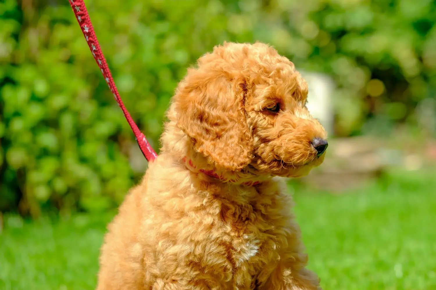 Comprar um cachorro poodle significa assumir a responsabilidade! Comprar cachorros poodle.