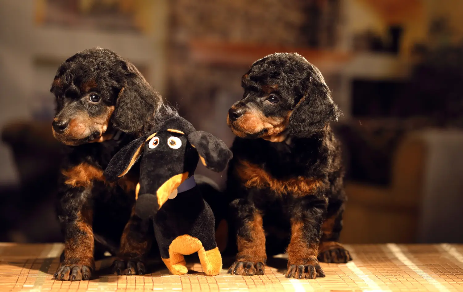 Comprar um cachorro poodle significa assumir a responsabilidade! Comprar cachorros poodle.