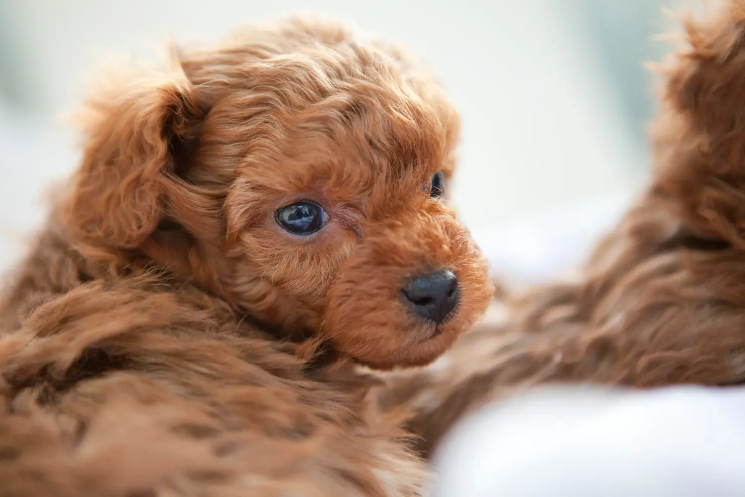 Comprar um cachorro poodle significa assumir a responsabilidade! Comprar cachorros poodle.