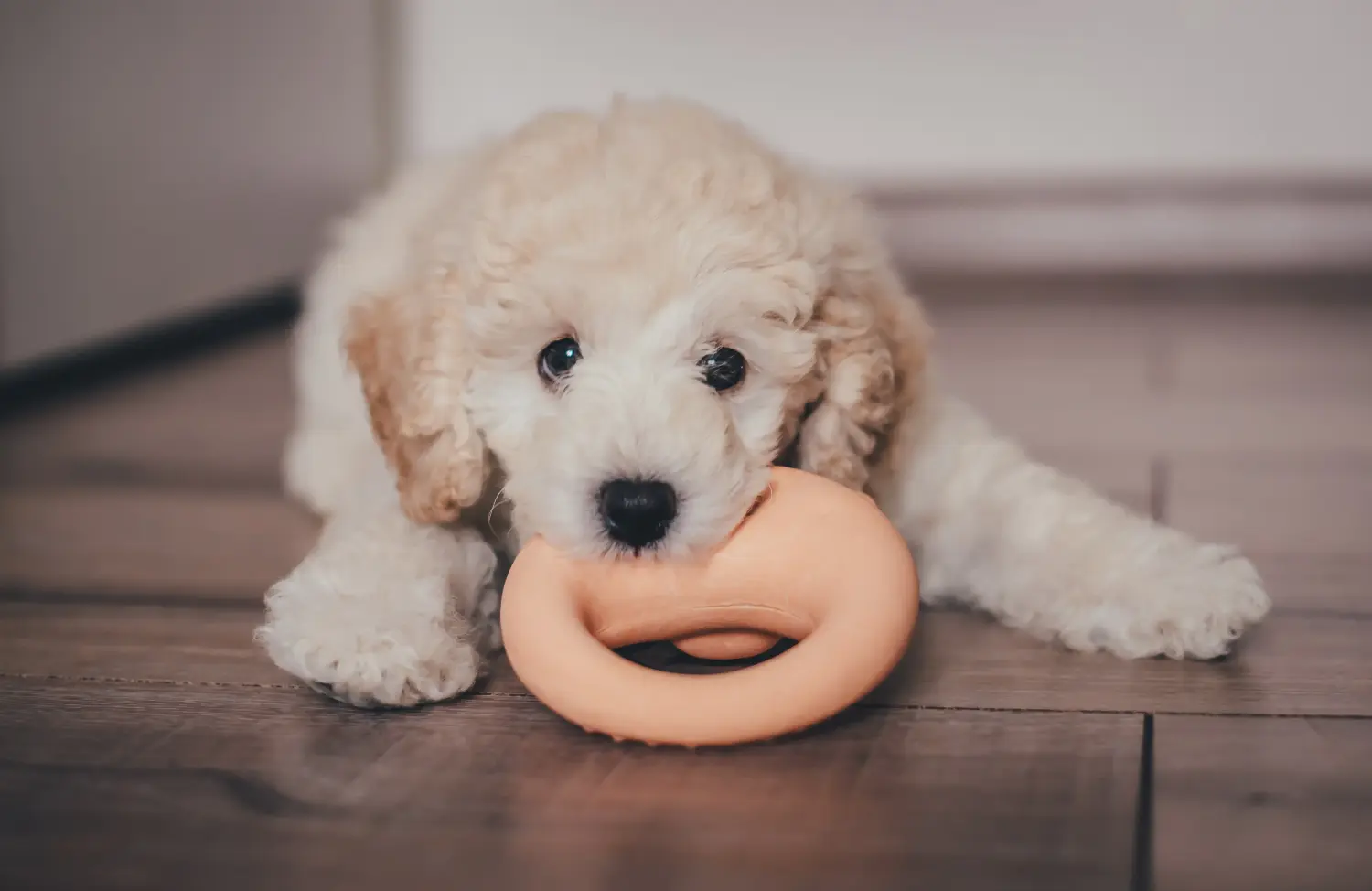 Comprar um cachorro poodle significa assumir a responsabilidade! Comprar cachorros poodle.