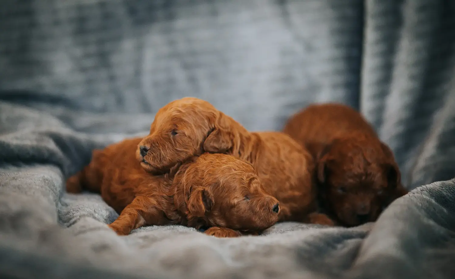 Comprar um cachorro poodle significa assumir a responsabilidade! Comprar cachorros poodle.