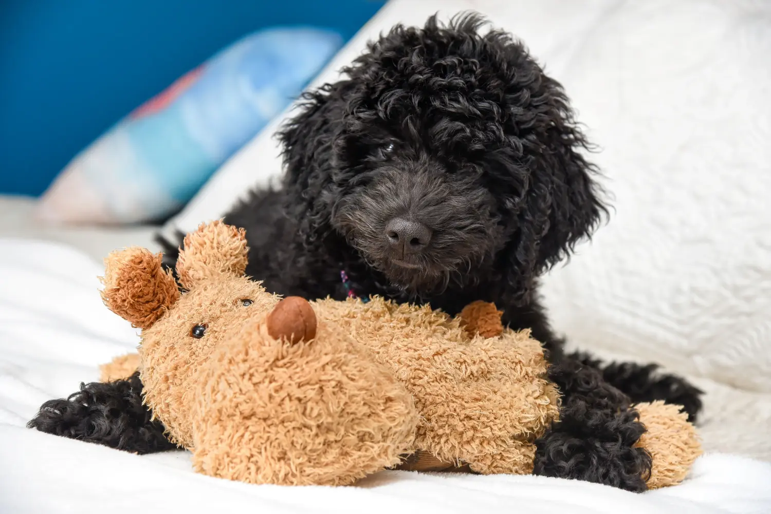 Comprar um cachorro poodle significa assumir a responsabilidade! Comprar cachorros poodle.