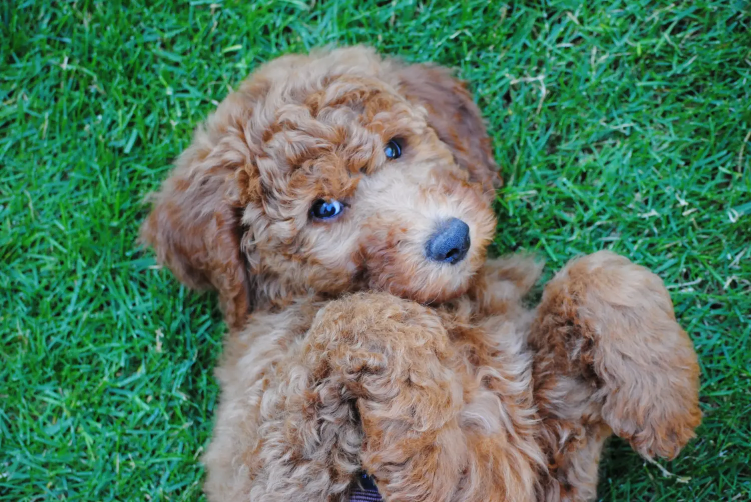 Comprar um cachorro poodle significa assumir a responsabilidade! Comprar cachorros poodle.