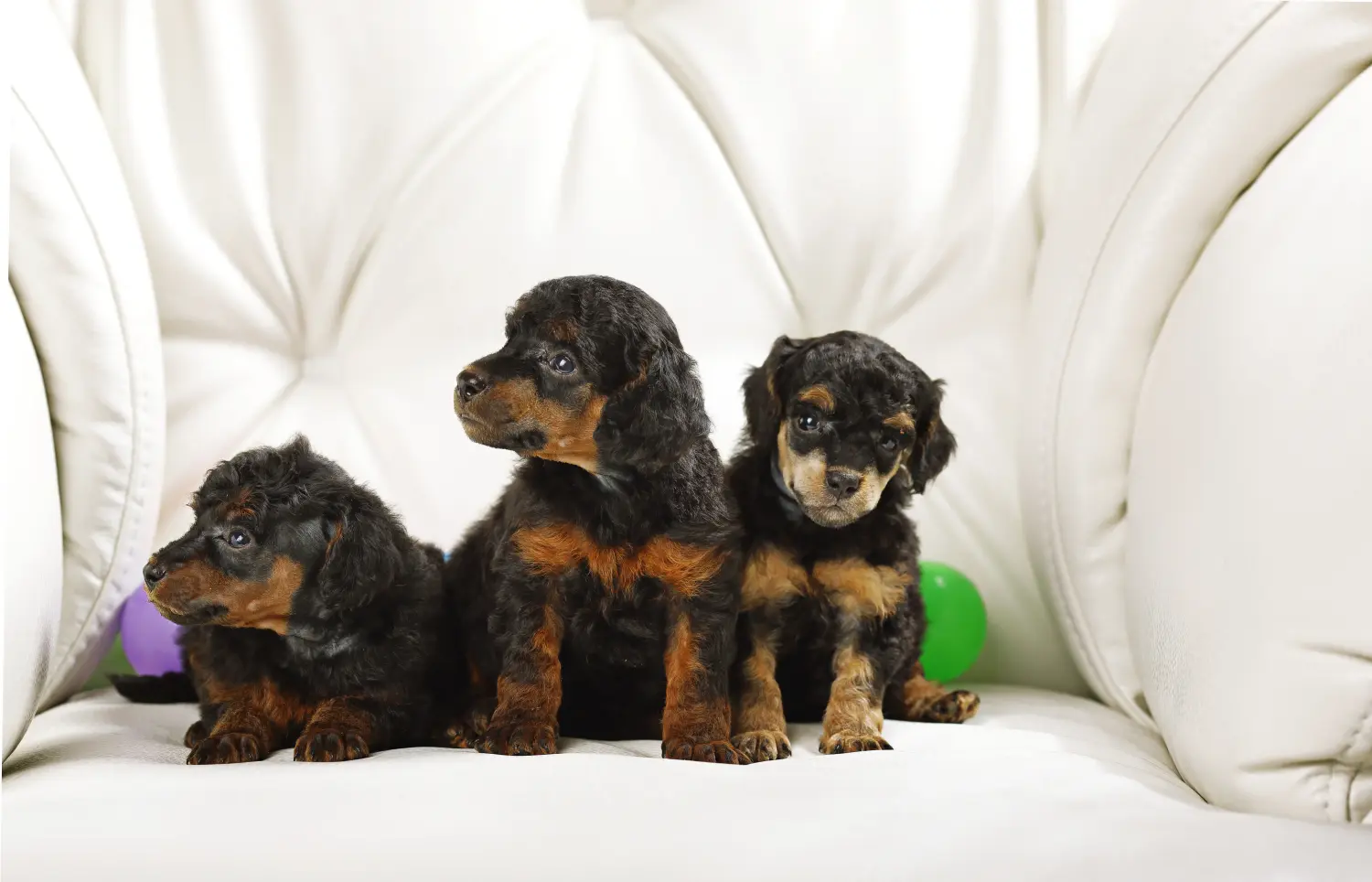 Comprar um cachorro poodle significa assumir a responsabilidade! Comprar cachorros poodle.