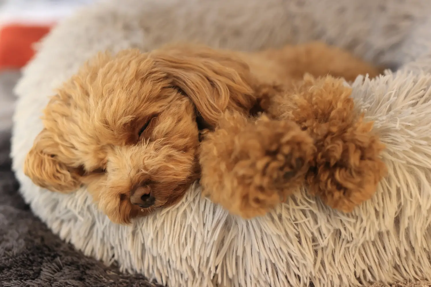 Comprar um cachorro poodle significa assumir a responsabilidade! Comprar cachorros poodle.