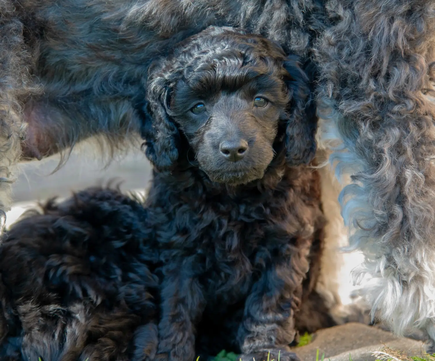 Comprar um cachorro poodle significa assumir a responsabilidade! Comprar cachorros poodle.
