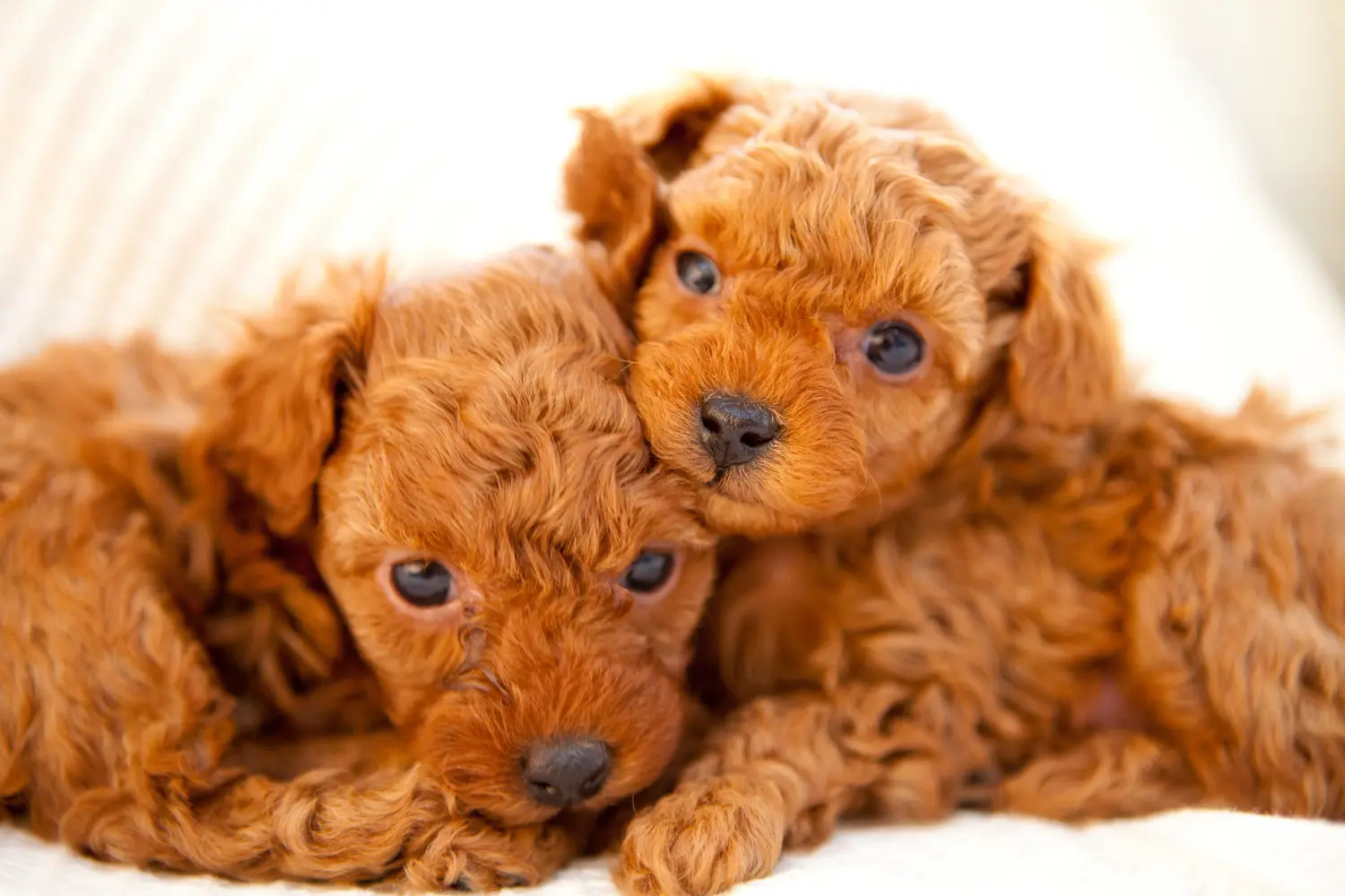 Comprar um cachorro poodle significa assumir a responsabilidade! Comprar cachorros poodle.