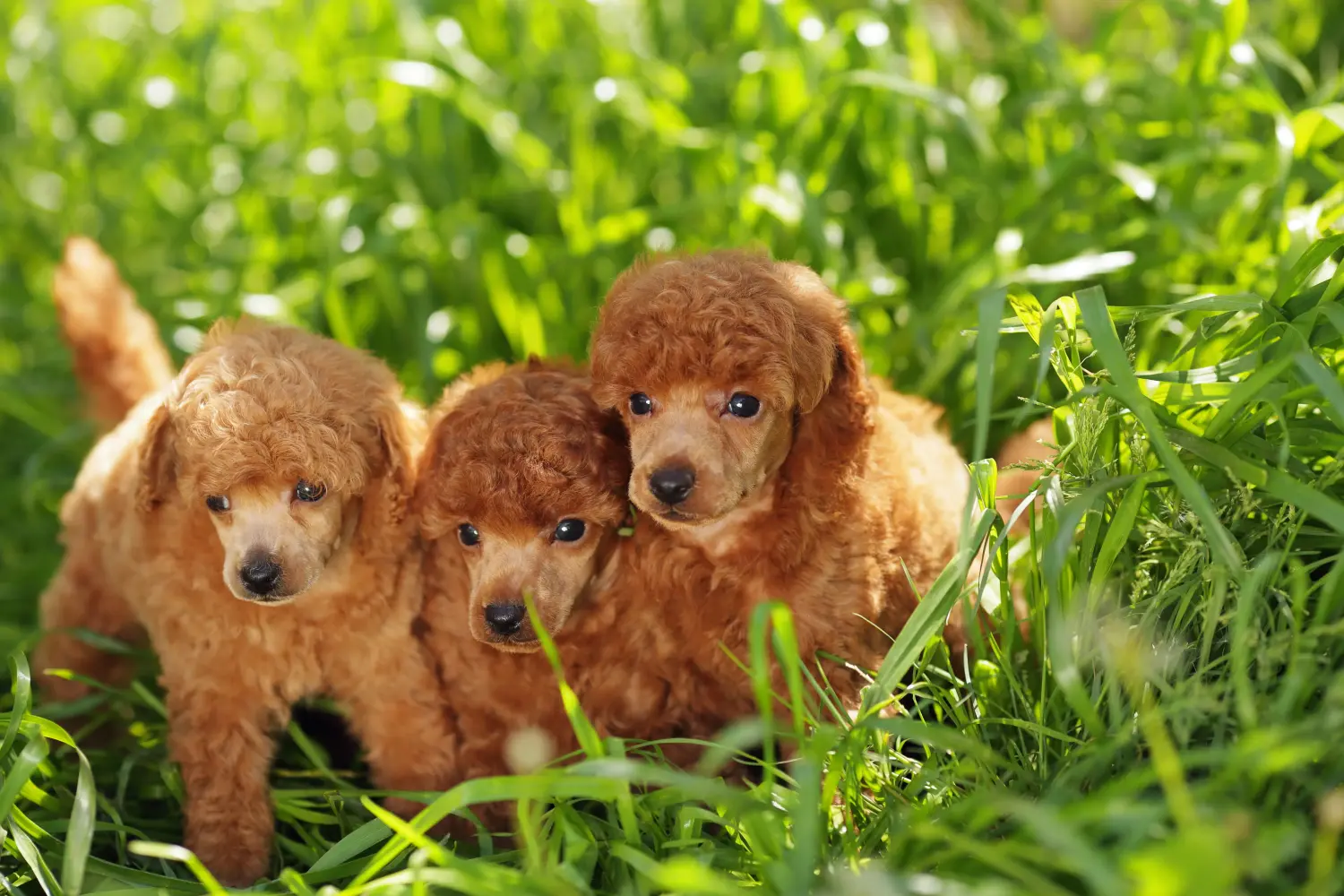 Comprar um cachorro poodle significa assumir a responsabilidade! Comprar cachorros poodle.