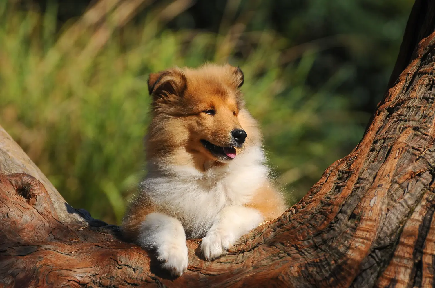 Comprar um cachorro Collie significa assumir responsabilidades! Comprar cachorros Collie.