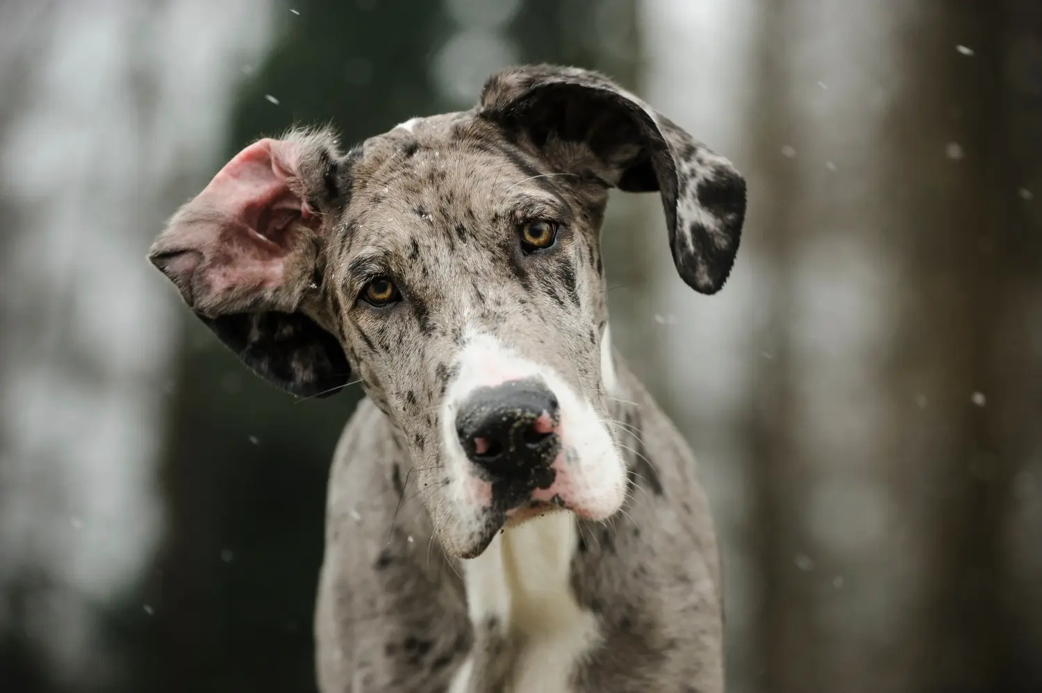 Comprar um cachorro da raça Dogue Alemão significa assumir responsabilidades! Comprar cachorros da raça Dogue Alemão.