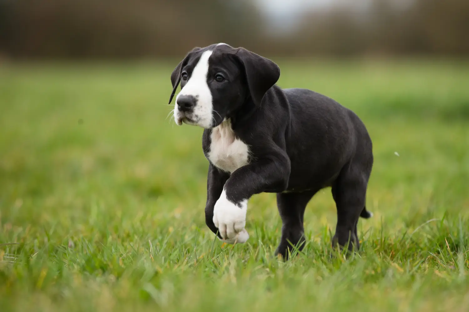 Comprar um cachorro da raça Dogue Alemão significa assumir responsabilidades! Comprar cachorros da raça Dogue Alemão.