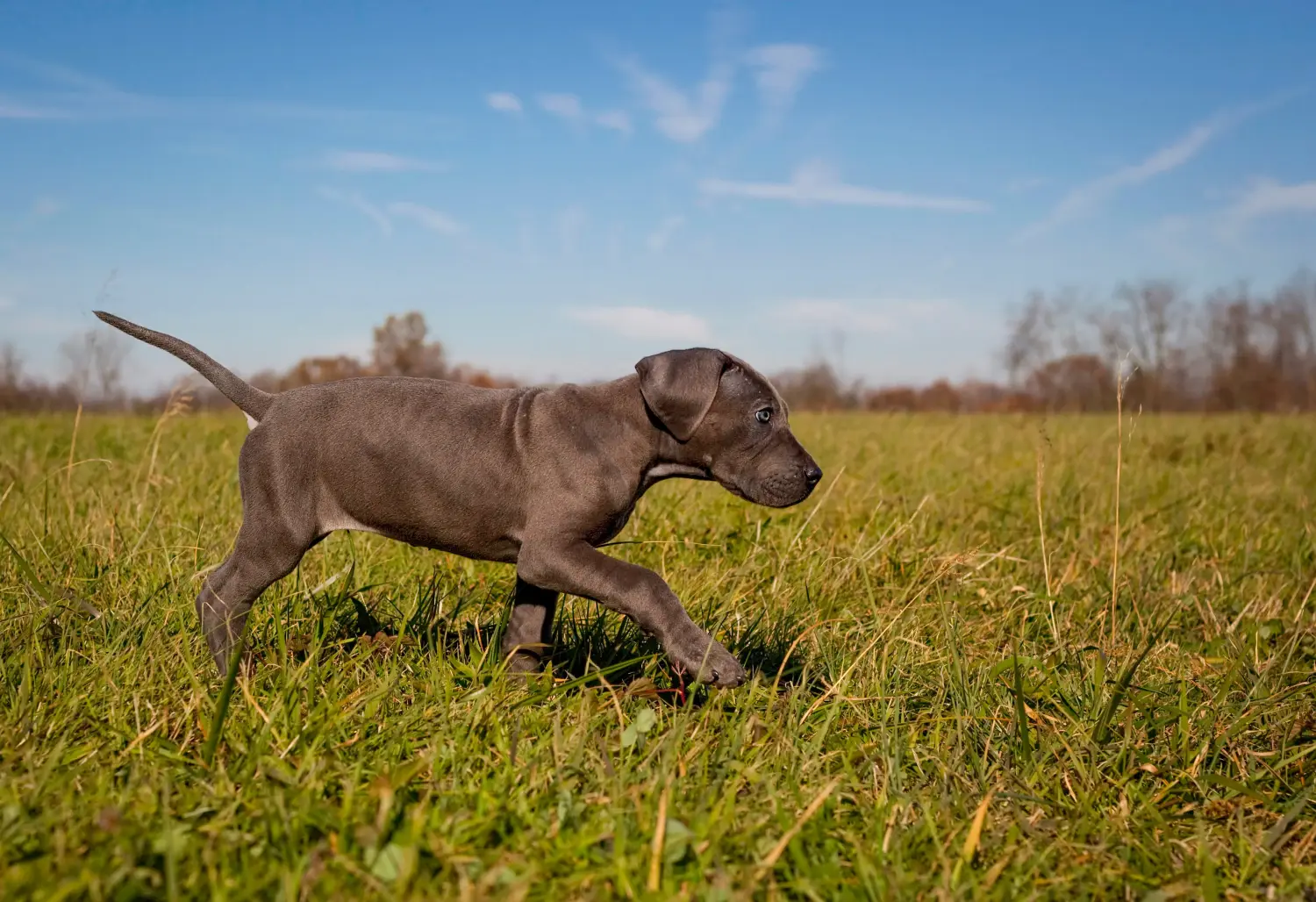 Comprar um cachorro da raça Dogue Alemão significa assumir responsabilidades! Comprar cachorros da raça Dogue Alemão.