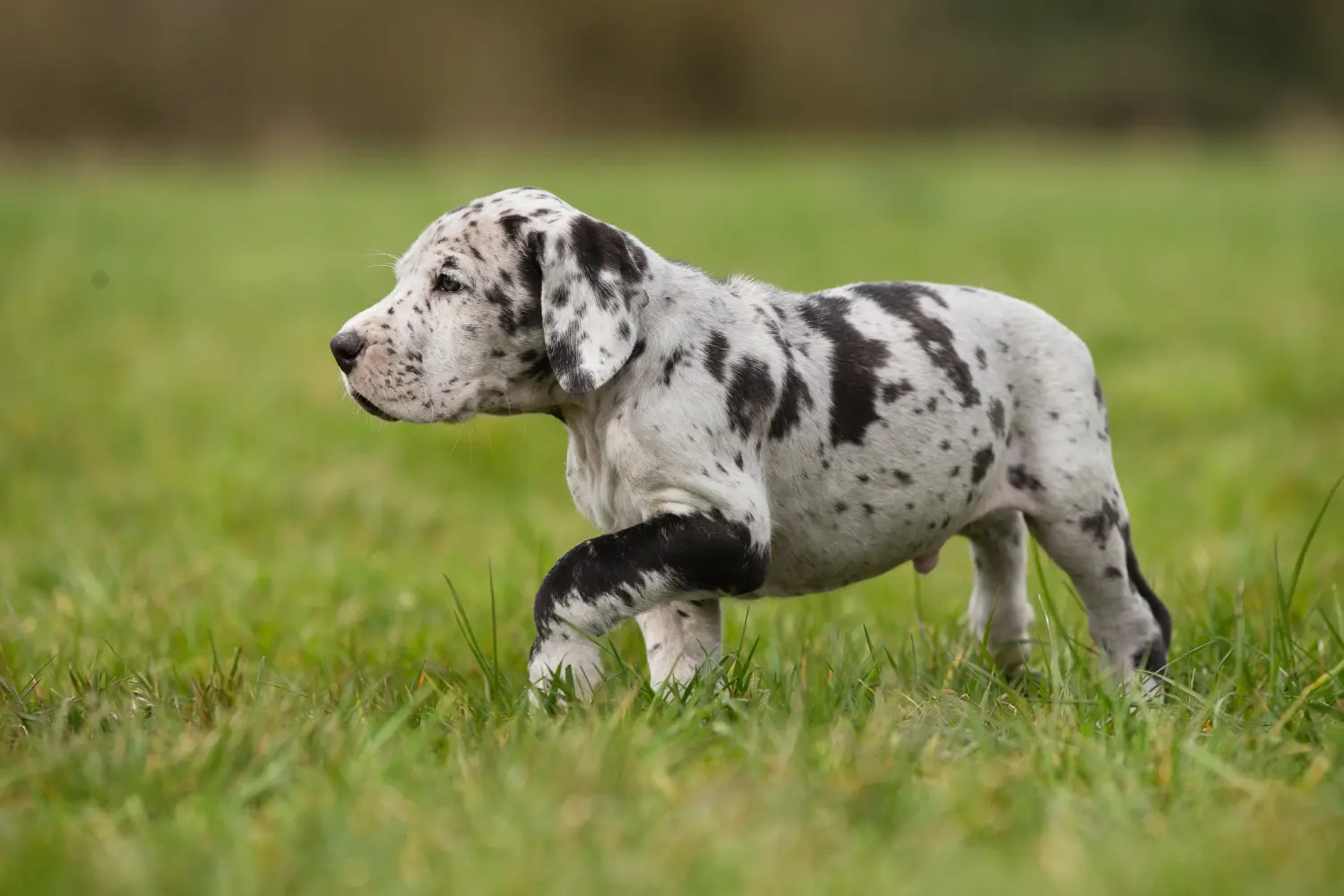 Comprar um cachorro da raça Dogue Alemão significa assumir responsabilidades! Comprar cachorros da raça Dogue Alemão.